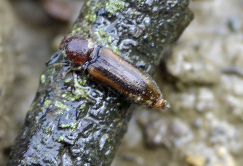 Elateridae: cfr. Dalopius marginatus